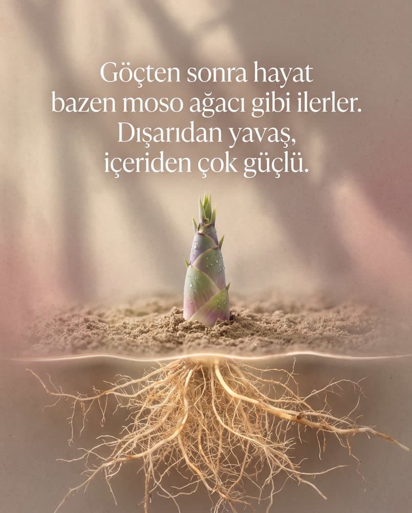 Moso ağacı ilk yıllarında toprağın üstünde neredeyse hiç